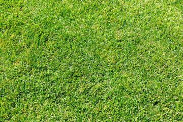 Lush green grass field