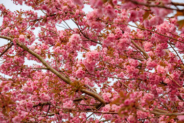 Wall Mural - pink flowers of blooming sakura closeup.