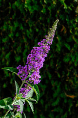 Wall Mural - buddleja davidii nanho blue flowers closeup on dark green background.