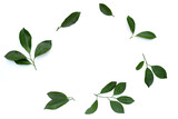 Fototapeta Natura - Citrus green leaves on white background.