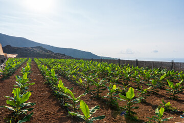 Wall Mural - Banana Garden is growing up,Fresh banana is growing up,Banana garden.