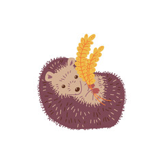 Wall Mural - Funny hedgehog lying on back and holding wheat branch - flat vector illustration isolated on white background.