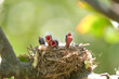 © Westend61 - Sardinian warbler chicks (Curruca melanocephala) in nest