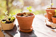 © Westend61 - Strawberry seedlings and terracotta pots in sunlight