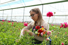Farmer Harvesting Ranunculus Flowers In Greenhouse