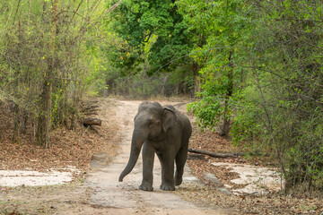 Wall Mural - wild aggressive asian elephant or Elephas maximus indicus roadblock walking head on in summer season and natural green scenic background safari at bandhavgarh national park forest madhya pradesh india