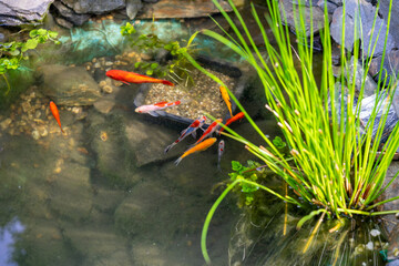 Wall Mural - panorama fish swimming in the garden pond