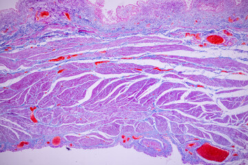 Wall Mural - Histological Smooth muscle human under the microscope for education.