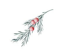 Set Of Twigs Of Rosemary With Leaves And Red Berries. Taxus Baccata. Juniper Essential Oil. Kitchen Herbs Branch And Spice. Hand Drawn Watercolor Illustration For Banner, Label, Package, Pattern