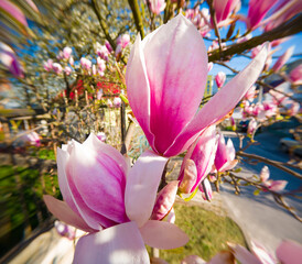 Sticker - Blooming magnolia tree in the spring garden. Exciting morning scene of botanical garden at April. Beautiful floral background. Anamorphic macro photography.