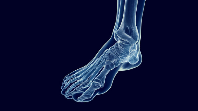 3D Rendered Medical Illustration of the bones of the foot