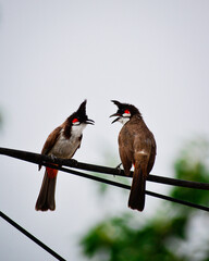 Wall Mural - Red whiskered bulbul 