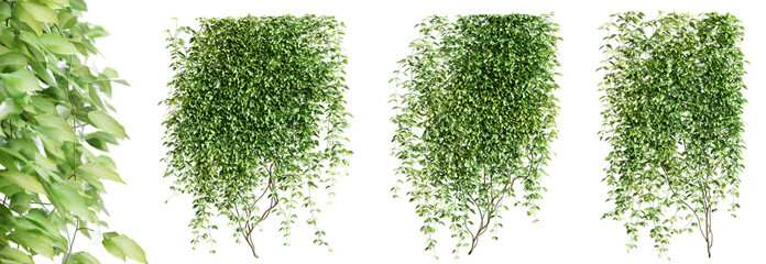 Poster - set of mucuna pruriens creeper plant, vol 1. isolated on transparent background. 3d render.