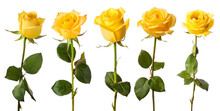 Set Of Isolated Yellow Rose Flowers. Created With Generative AI