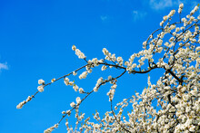 Blossoming Cherry Tree. White Flowers Against A Blue Sky.
