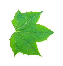 Chaiya Vegetables Or Tree Spinach Of Mexico Isolated Transparent Png