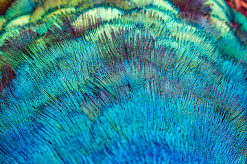  Close up Indian Pheasant, an abstract combination of the color , pattern and From of Male Peacock's feather