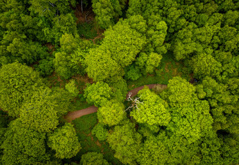 Aerial view of Epping park in Essex, England