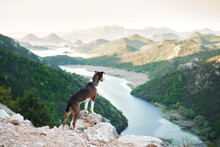 The Dog Stands On A Peak And Looks Down At The River. Mix Of Rocks In Nature, Near The Water In The Mountains. Adventure With A Pet