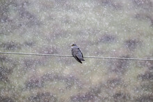 Cuckoo Sits On A Wire Against The Background Of Falling Snow On A Spring Day