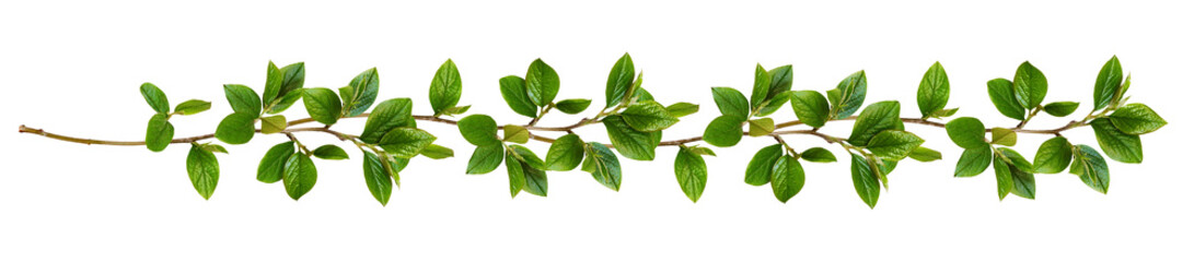Wall Mural - twigs with green leaves in a floral waved garland isolated on white or transparent background