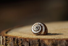 An Empty Snail Shell On Wood Slice. 