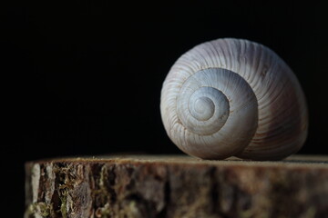 Wall Mural - An empty snail shell on wood slice. 