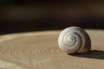 Wall Mural - An empty snail shell on wood slice. 