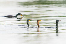 Four Ggreat Cormorants (Phalacrocorax Carbo), Known As The Black Shag In New Zealand, Great Black Cormorant Or Black Cormorant. Swimming And Hunting. Gelderland In The Netherlands.