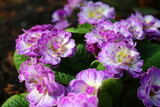 Fototapeta Tęcza - pierwiosnek Prymula Balerina Primula Balerina Livery Lilac