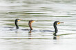 Three Ggreat cormorants (Phalacrocorax carbo), known as the black shag in New Zealand, great black cormorant or black cormorant. Swimming and hunting. Gelderland in the Netherlands.