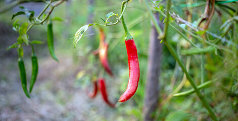 Red Pepper Plants in the pepper farm or field.red chili .peppers on tree, Chili peppers  agricultural in organic farm