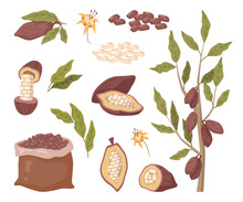 Brown Cocoa Beans In Bag, Pods As Organic Plant And Natural Food, Green Leaves And Flowers In Cartoon Design. Cocoa, Vector Illustration Of Cacao Beans, Leaves In Cartoon Design