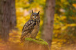 Owl in autumn. Eagle owl, Bubo bubo, perched on mossy rotten stump in colorful autumn forest. Beautiful large owl with orange eyes. Bird of prey in natural habitat. Wildlife nature. Mixed forest.