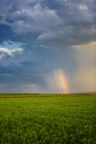 Fototapeta Tęcza - rain over green field of young crops, rainy clouds and rainbow