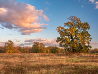 Wall Mural - Autumn Landscape with Oak Trees in the warm light of the setting sun