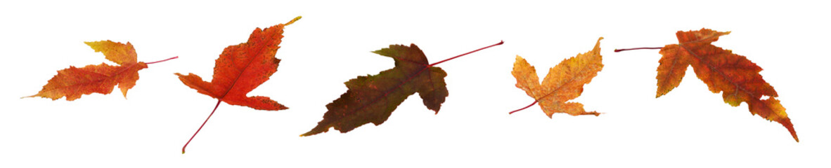 Wall Mural - set of autumn red and orange leaves isolated on white or transparent background
