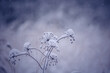 Autumn's Frozen Whisper: Meadows Embracing Winter's Arrival in Northern Europe