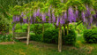 wisteria on an arbor in a garden