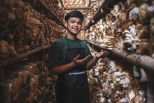 Happy Asian Man Owner Of The Oyster Mushroom Farm. Asian Young Man Smiling To Camera Standing In Blocks Of Oyster Mushrooms. Healthy Concept And Vegetarian Food. 
