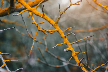 moody picture of a moss covered tree branch in the woods