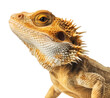 Close up portrait of an australian bearded dragon lizzard isolated on a transparent or white background as PNG, generative AI animal