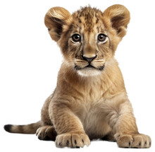 Close Up Of A Sitting Cute Lion Cub Isolated On A White Background As Transparent PNG, Generative AI Animal