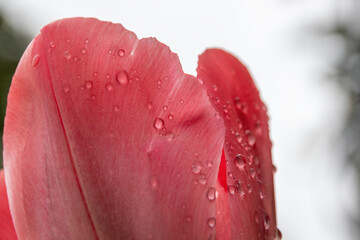 Canvas Print - close up of pink tulip