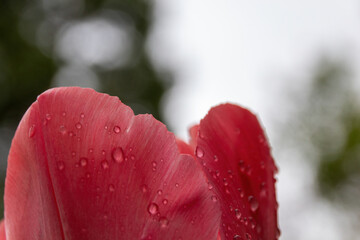 Wall Mural - close up of pink tulip