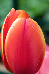 Canvas Print - close up of pink tulip