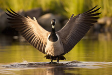 Canada Goose (Branta Canadensis) Flapping Wings,
