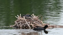 Coots Building A Nest In The Springtime