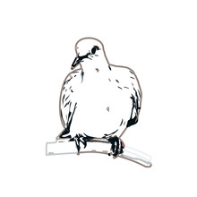 Turtledove Sketch With A Transparent Background