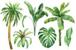 Set Palm tree, tropical plants on isolated white background, Hand drawn leaves. Watercolor botanical illustration.